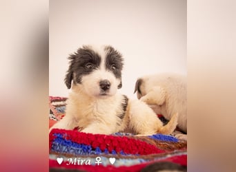 Moni, Martha, Mira und Mary suchen ab März ein Zuhause