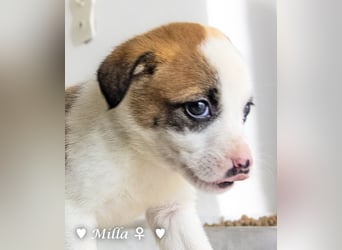 Milka und Milla suchen ab März ein Zuhause