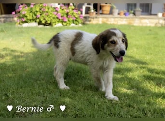 Bernie, Bertie und Buddy suchen ab August ein Zuhause