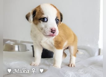 Milka und Milla suchen ab März ein Zuhause