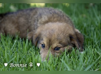 Bernie, Bertie und Buddy suchen ab August ein Zuhause