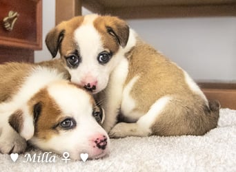 Milena, Milka und Milla suchen ab März ein Zuhause