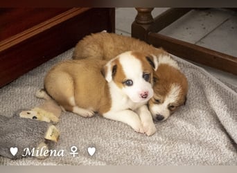 Milena, Milka und Milla suchen ab März ein Zuhause