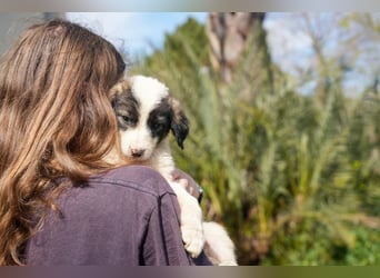 Ava, Aris und Alma suchen  ein Zuhause