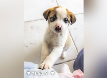 Milena, Milka und Milla suchen ab März ein Zuhause