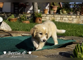 Bernie, Bertie und Buddy suchen ab August ein Zuhause