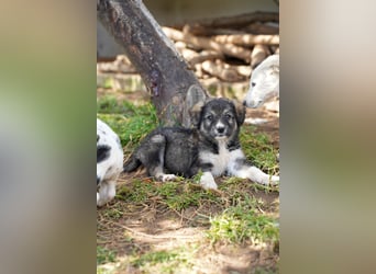 Ava, Aris und Alma suchen  ein Zuhause