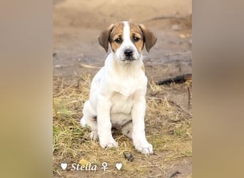 Stella, Alma und Brio suchen  ein Zuhause