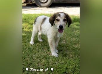 Bernie, Bertie und Buddy suchen ab August ein Zuhause