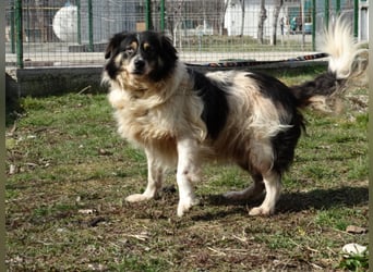 Gelehriger sportlicher Aussie-Mix Rüde 