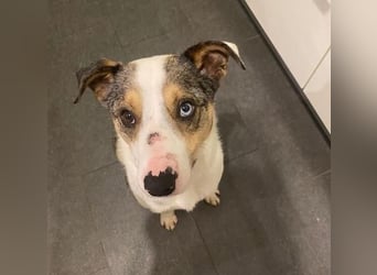 KLEIN der sanfte Rüde