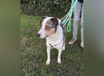 KLEIN der sanfte Rüde