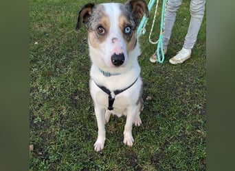 KLEIN der sanfte Rüde