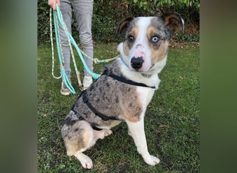 KLEIN der sanfte Rüde