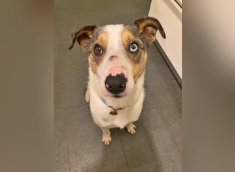 KLEIN der sanfte Rüde