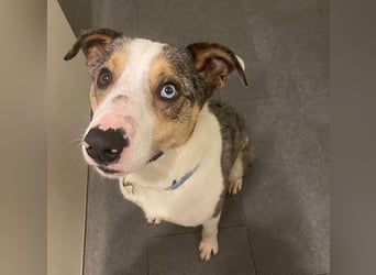 KLEIN der sanfte Rüde