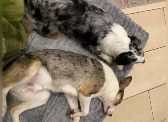 KLEIN der sanfte Rüde