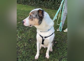 KLEIN der sanfte Rüde