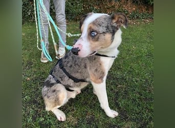 KLEIN der sanfte Rüde