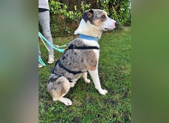 KLEIN der sanfte Rüde