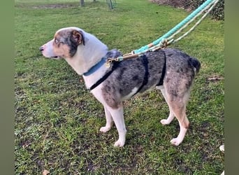 KLEIN der sanfte Rüde