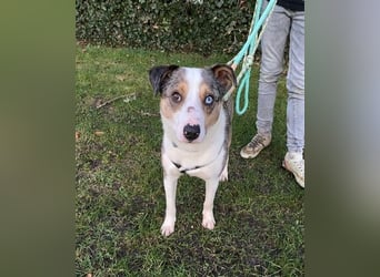 KLEIN der sanfte Rüde