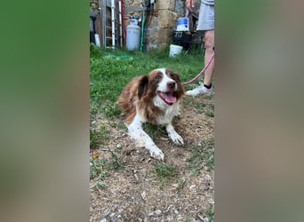 Fiocco