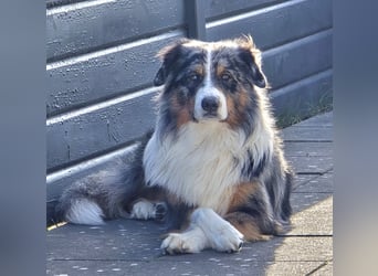 Deckrüde Australian Shepherd Blue Merle MADDOX