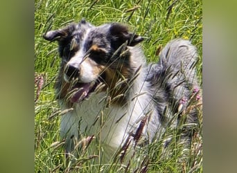 Deckrüde Australian Shepherd Blue Merle MADDOX