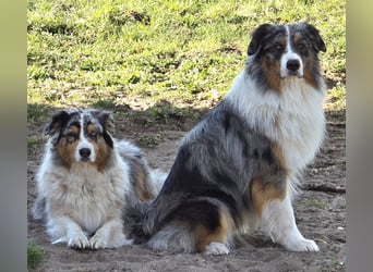 Deckrüde Australian Shepherd Blue Merle MADDOX