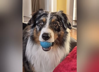 Deckrüde Australian Shepherd Blue Merle MADDOX