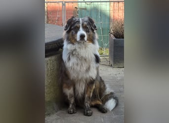 Deckrüde Australian Shepherd Blue Merle MADDOX