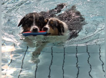 Deckrüde Australian Shepherd Blue Merle MADDOX