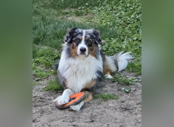 Deckrüde Australian Shepherd Blue Merle MADDOX