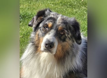 Deckrüde Australian Shepherd Blue Merle MADDOX