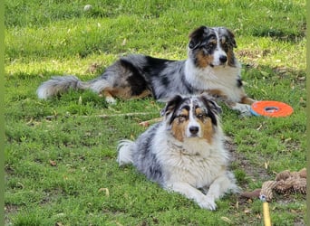 Deckrüde Australian Shepherd Blue Merle MADDOX
