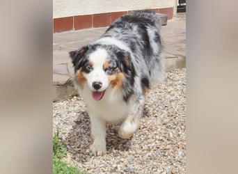 Australian Shepherd Deckrüde, ASCA, blue merle, ohne Gendefekte