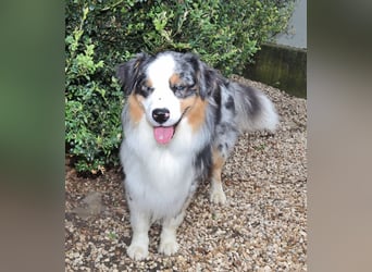 Australian Shepherd Deckrüde, ASCA, blue merle, ohne Gendefekte
