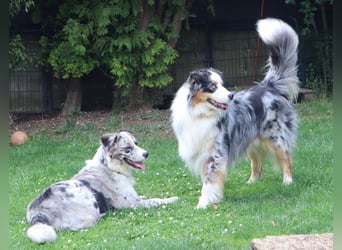 Australian Shepherd Deckrüde, ASCA, blue merle, ohne Gendefekte