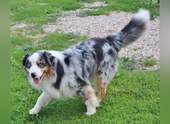 Australian Shepherd Deckrüde, ASCA, blue merle, ohne Gendefekte