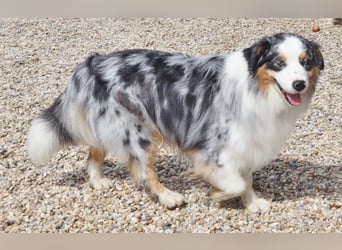 Australian Shepherd Deckrüde, ASCA, blue merle, ohne Gendefekte