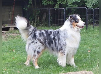 Australian Shepherd Deckrüde, ASCA, blue merle, ohne Gendefekte