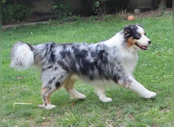 Australian Shepherd Deckrüde, ASCA, blue merle, ohne Gendefekte