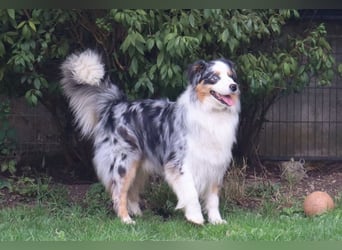 Australian Shepherd Deckrüde, ASCA, blue merle, ohne Gendefekte