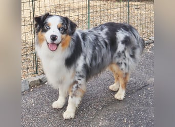 Australian Shepherd Deckrüde, ASCA, blue merle, ohne Gendefekte