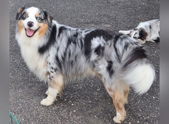 Australian Shepherd Deckrüde, ASCA, blue merle, ohne Gendefekte