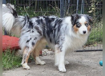 Australian Shepherd Deckrüde, ASCA, blue merle, ohne Gendefekte