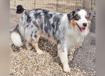 Australian Shepherd Deckrüde, ASCA, blue merle, ohne Gendefekte