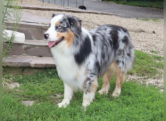 Australian Shepherd Deckrüde, ASCA, blue merle, ohne Gendefekte