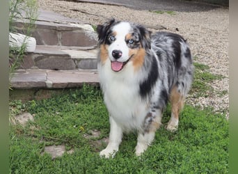 Australian Shepherd Deckrüde, ASCA, blue merle, ohne Gendefekte